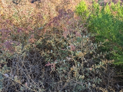 Atriplex lentiformis