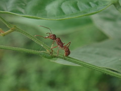 Ectatomma tuberculatum