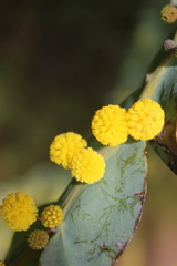 Acacia glaucoptera