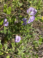 Centrosema virginianum