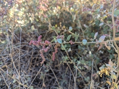 Atriplex lentiformis