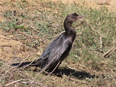 Microcarbo africanus