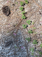 Phaseolus polystachios sinuatus