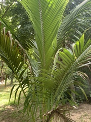 Arecoideae