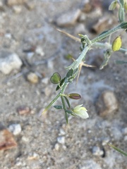 Rhinotropis acanthoclada