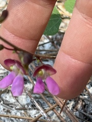 Phaseolus polystachios sinuatus