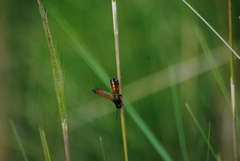 Aculeata