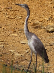Ardea melanocephala