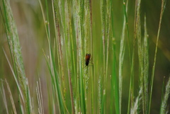 Aculeata