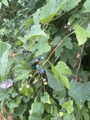 Ampelopsis glandulosa