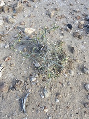 Rhinotropis acanthoclada