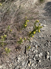Grindelia lanceolata