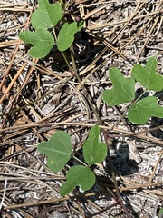 Phaseolus polystachios sinuatus