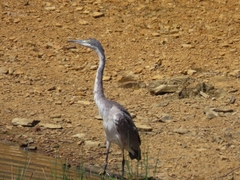 Ardea melanocephala