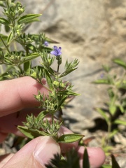Trichostema brachiatum