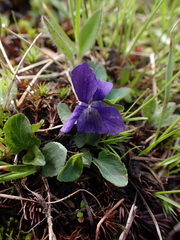 Viola adunca