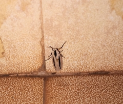 Creatonotos