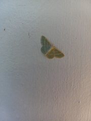 Chlorochlamys chloroleucaria