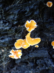 Lachnellula