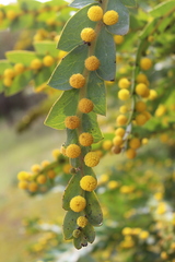 Acacia glaucoptera