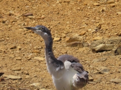 Ardea melanocephala