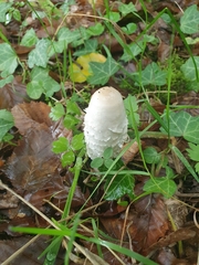 Coprinus comatus