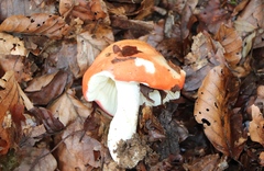 Russula decolorans