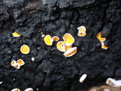 Lachnellula