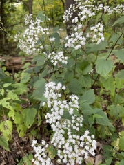 Ageratina altissima