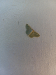 Chlorochlamys chloroleucaria