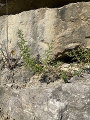 Trichostema brachiatum