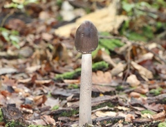 Macrolepiota mastoidea