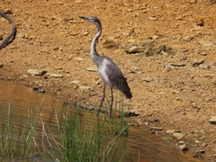 Ardea melanocephala