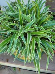 Chlorophytum laxum