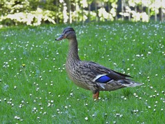 Anas platyrhynchos