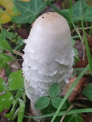 Coprinus comatus