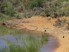 Ardea melanocephala