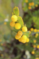 Acacia glaucoptera