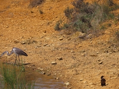 Ardea melanocephala