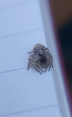 Hamataliwa grisea