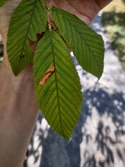 Caloptilia ostryaeella