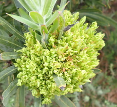 Protea witches broom phytoplasma