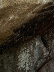 Balantiopteryx plicata