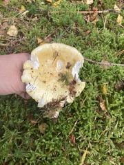 Russula ochroleuca