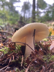Russula ochroleuca