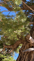 Abies concolor