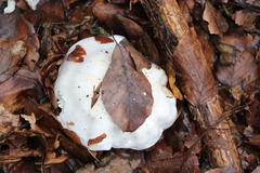 Tricholoma columbetta