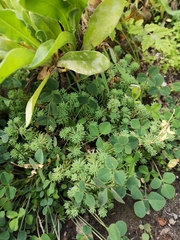 Sedum pallidum