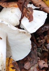 Tricholoma columbetta