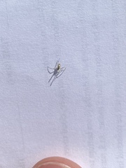Parasteatoda tepidariorum